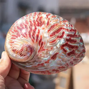 11-13 cm poliranega naravnega conch lupine velike svetlo rdeče abalone lupine, ki vsebujejo polje home okna okraski abalone materiala