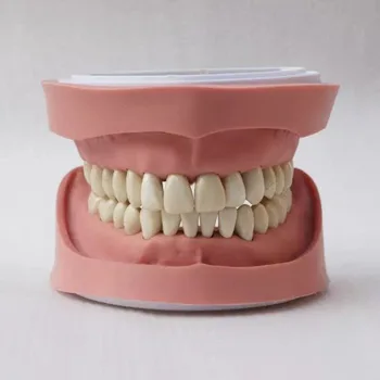 28pcs Zob Mehke Gumi Brez Vijak Standard K Študija Zob Model za zobozdravstveno poučevanje