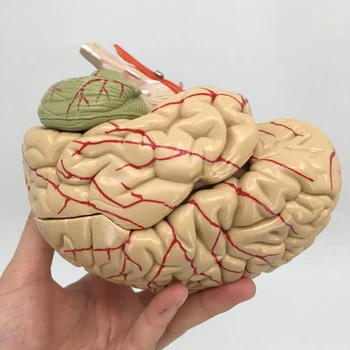 8 - Deli Anatomsko Natančno Možganov Model Življenje Velikost Možganov Anatomija Struktura za Znanost Razredu Študija Prikaz Poučevanja