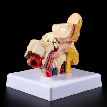 Medicinske oporniki model 1,5-Krat Življenje Velikost Človeško Uho Anatomija Model OrganMedical Poučevanje, Potrebščine za Strokovno