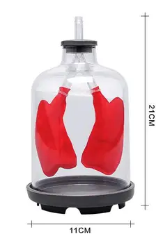 Pljučno Dihanje Model Pljučne dihal model Človeških dihal model septum mišice simulira gibanje